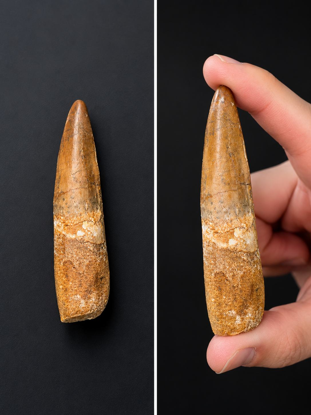 Dent de Spinosaure Fossile du Maroc | Véritable Fossile Rare