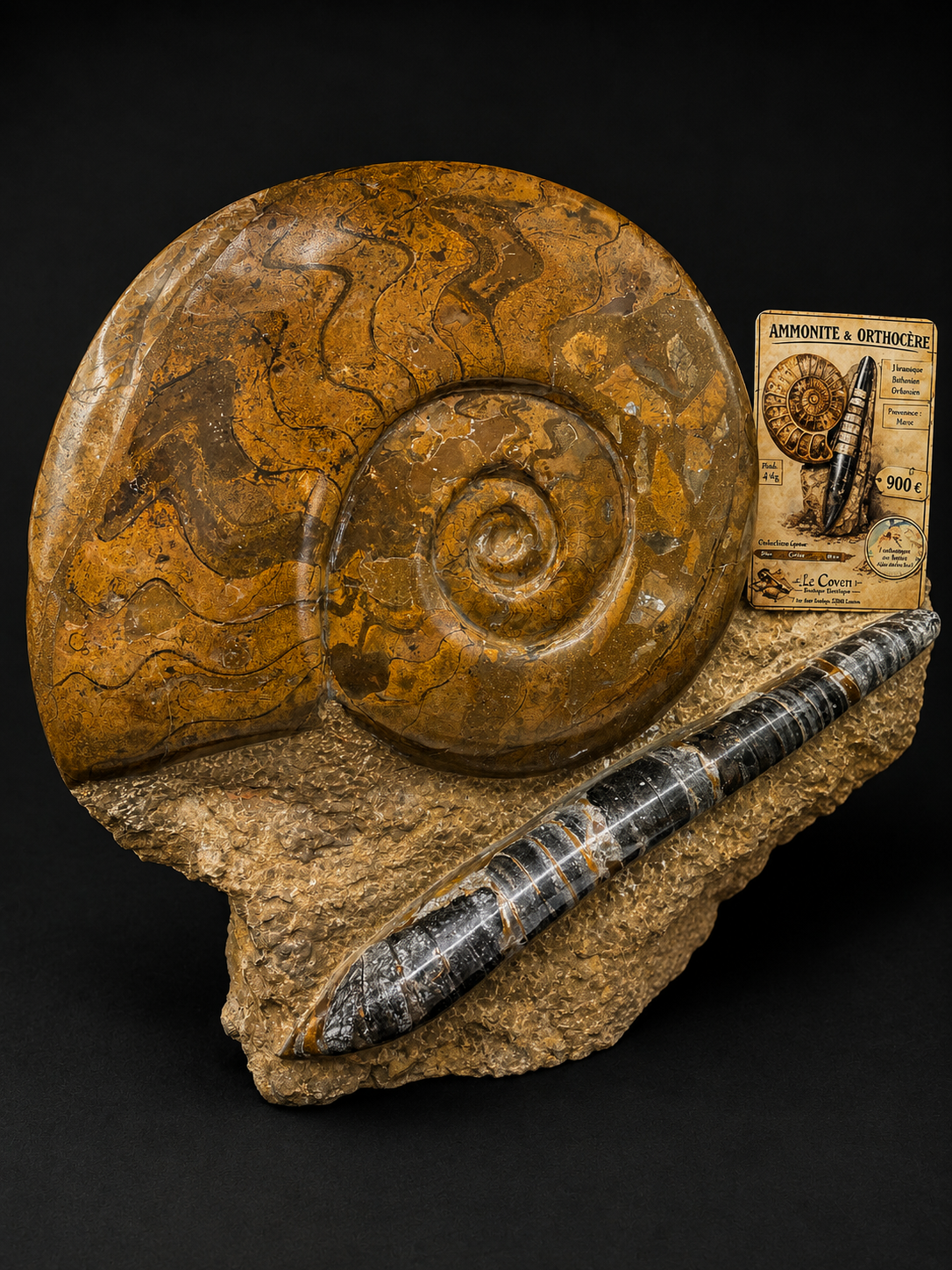 Grande Ammonite Fossile & Orthocère du Maroc – 30 kg | Pièce de Collection Rare