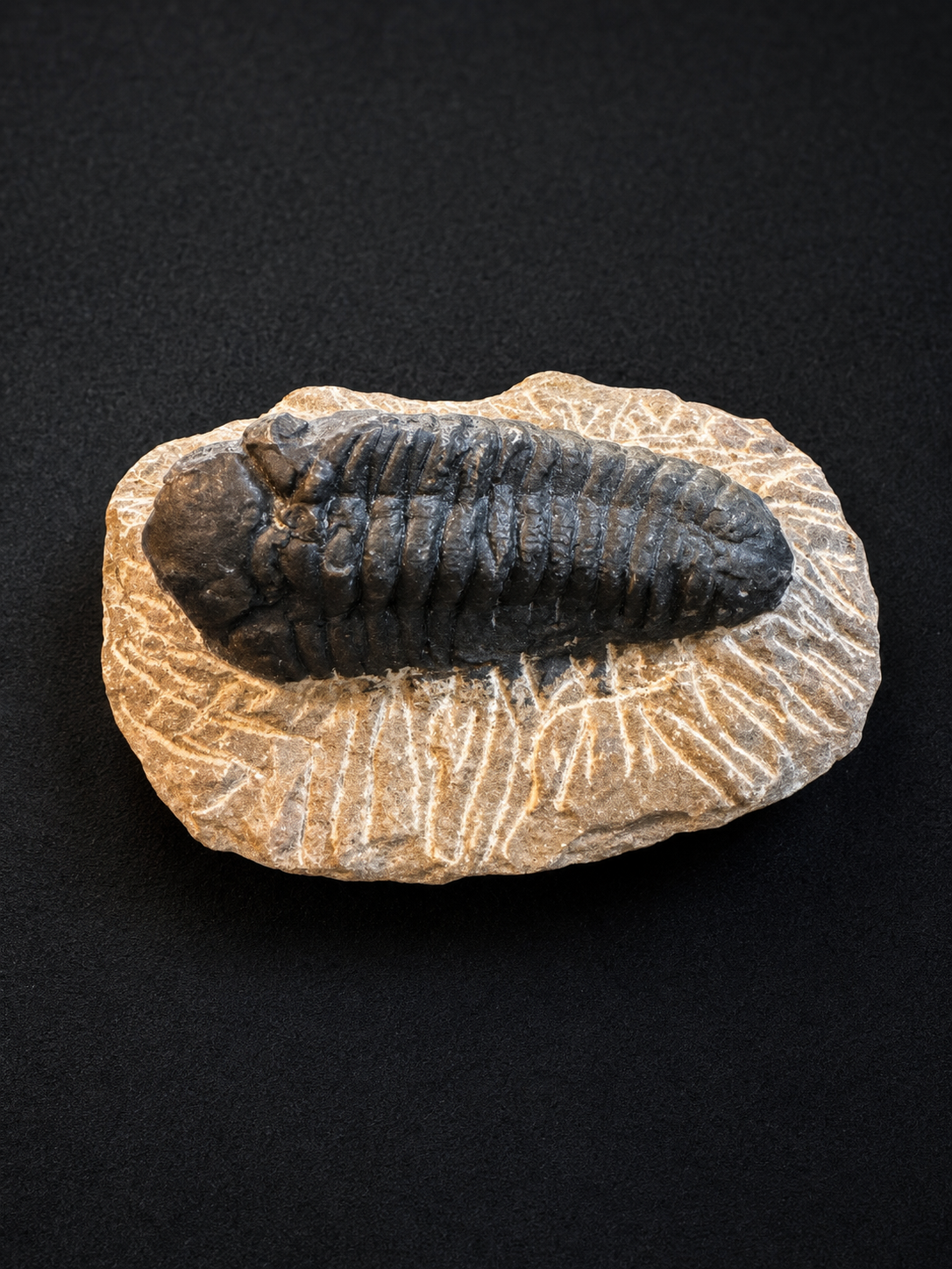 Fossile Trilobite Naturel sur Matrice Rocheuse – Pièce de Collection