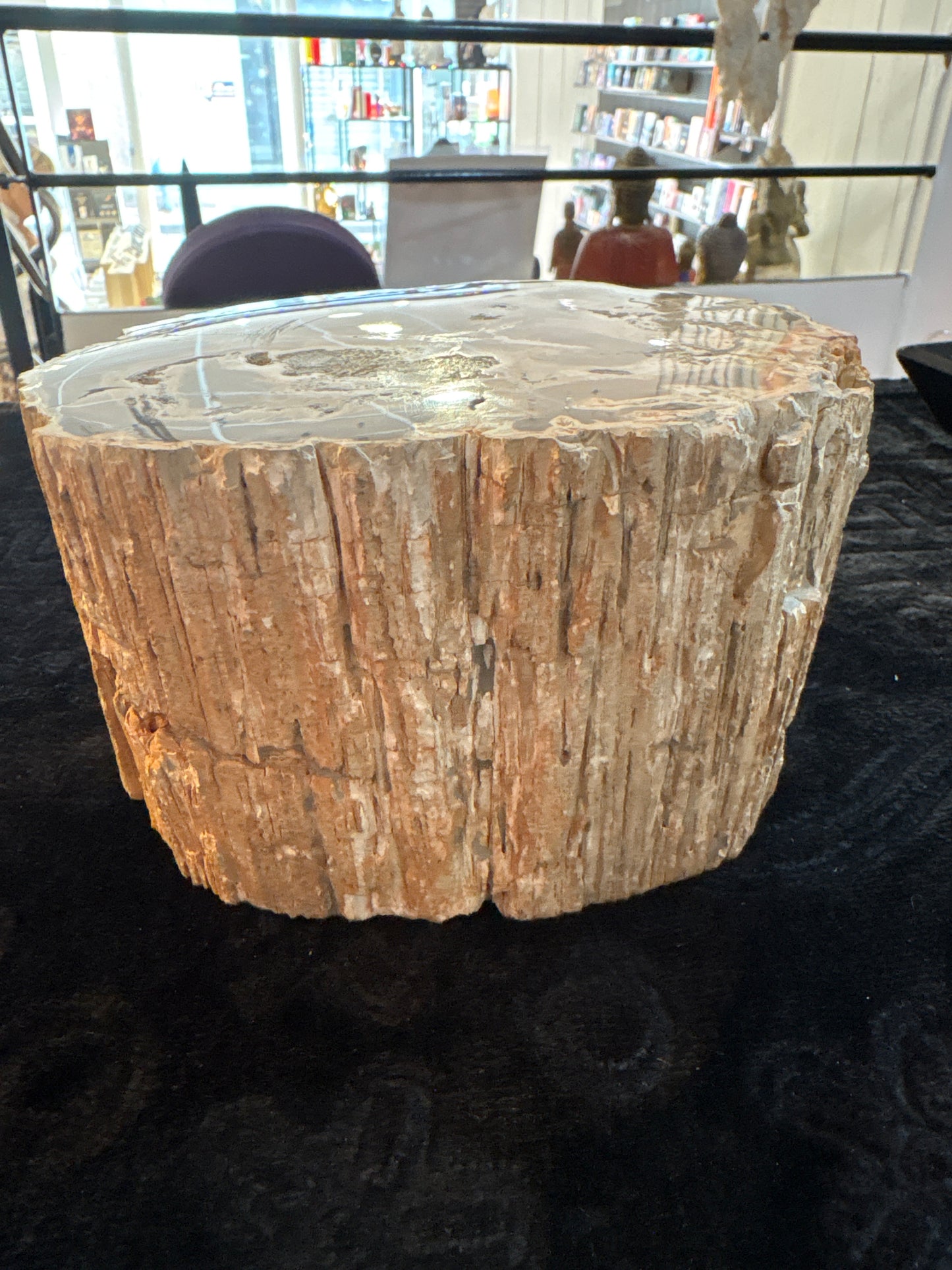 Bois Fossile Poli – Pièce de Collection et Décoration Naturelle