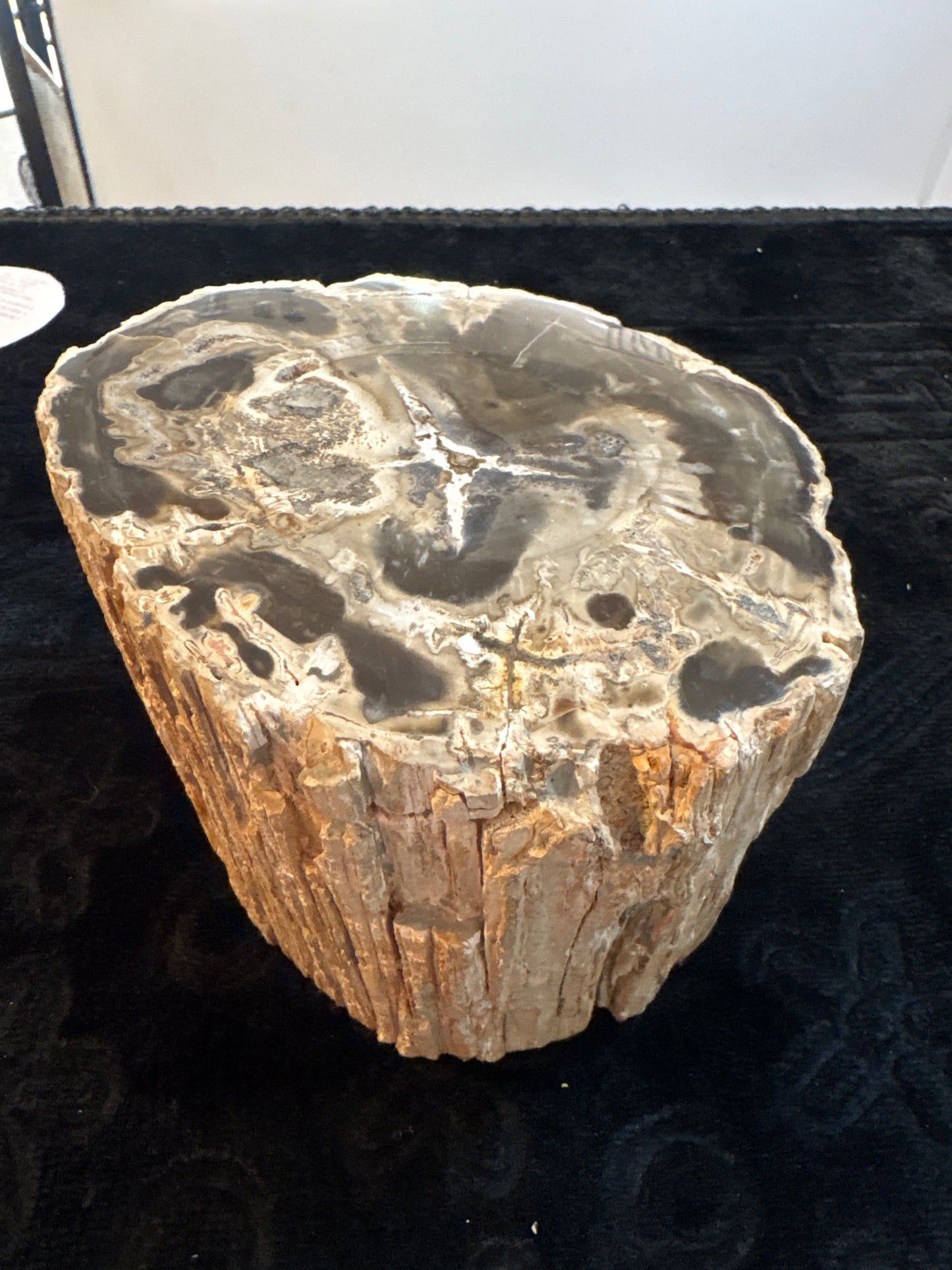 Bois Fossile Poli – Pièce de Collection et Décoration Naturelle
