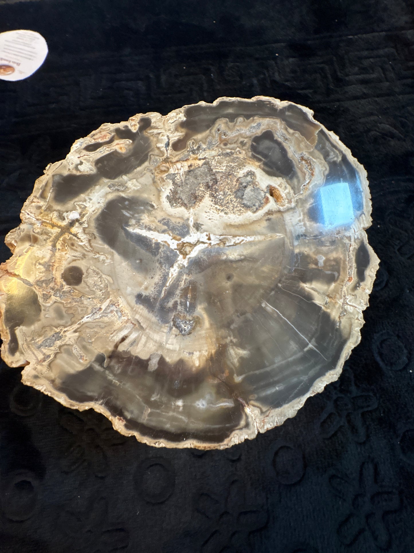 Bois Fossile Poli – Pièce de Collection et Décoration Naturelle