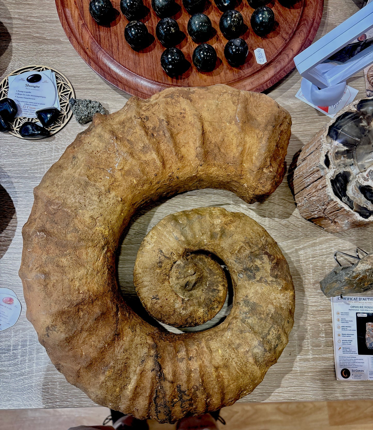 Crioceratites sp. – Ammonite Fossile Géante du Crétacé