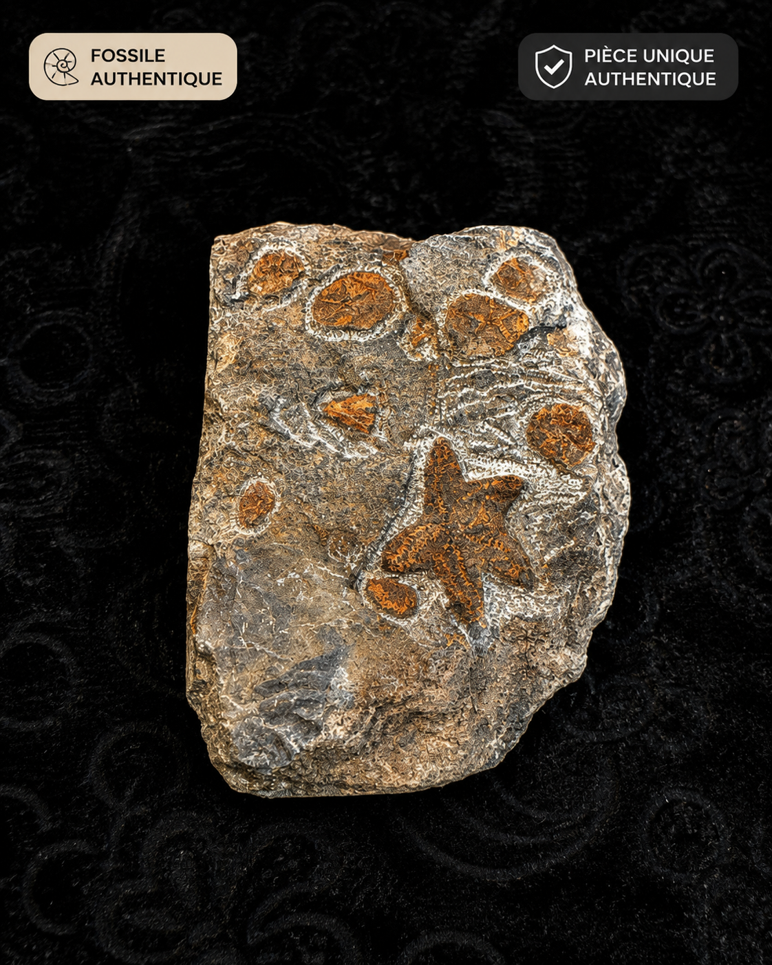 Fossile Marin Authentique Étoile de Mer – Pièce Unique Naturelle