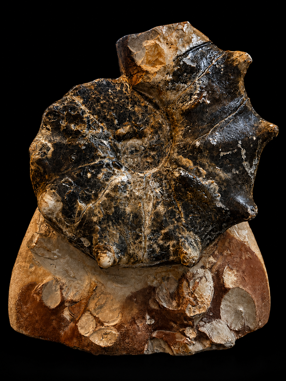 Fossile d’Ammonite Polie sur Matrice Naturelle